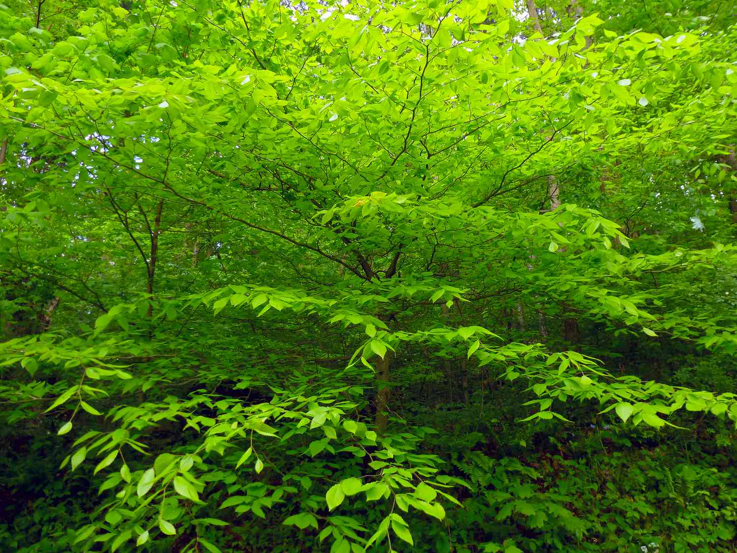 Learn to Set up the American Beech Tree