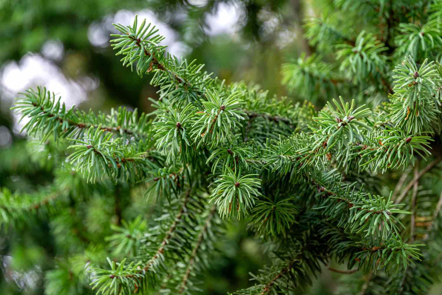 Tips about methods to Set up 8 Widespread North American Fir Bushes