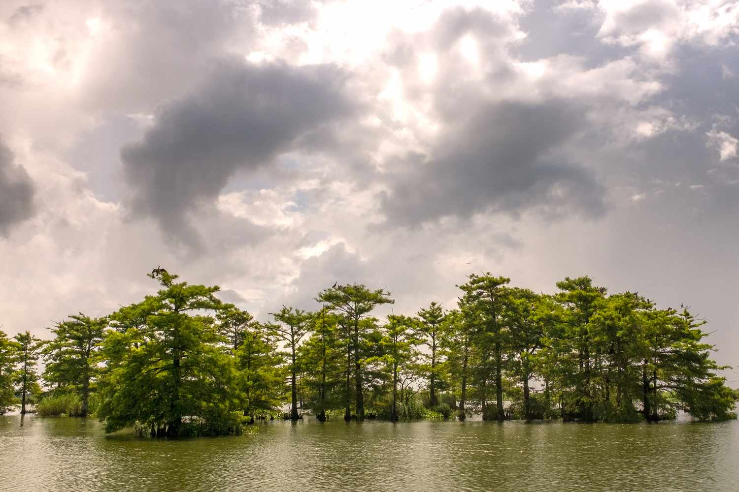 Why Has Coastal Louisiana Misplaced 1,900 Sq. Miles of Land As a result of the Thirties?