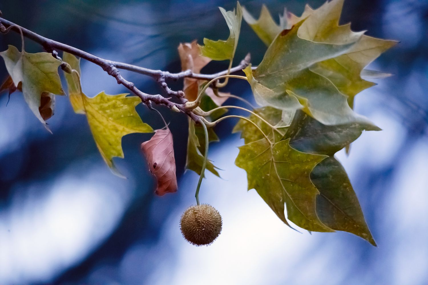 Accumulating, Preparing, and Planting Sycamore Seeds