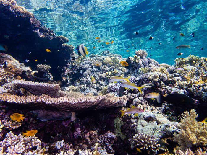 Coastal Lights Are Tricking Coral Reefs and Harming Their Restoration