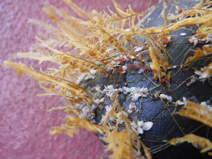 Sudden Species Are Colonizing Rafts of Plastic Particles inside the Extreme Seas