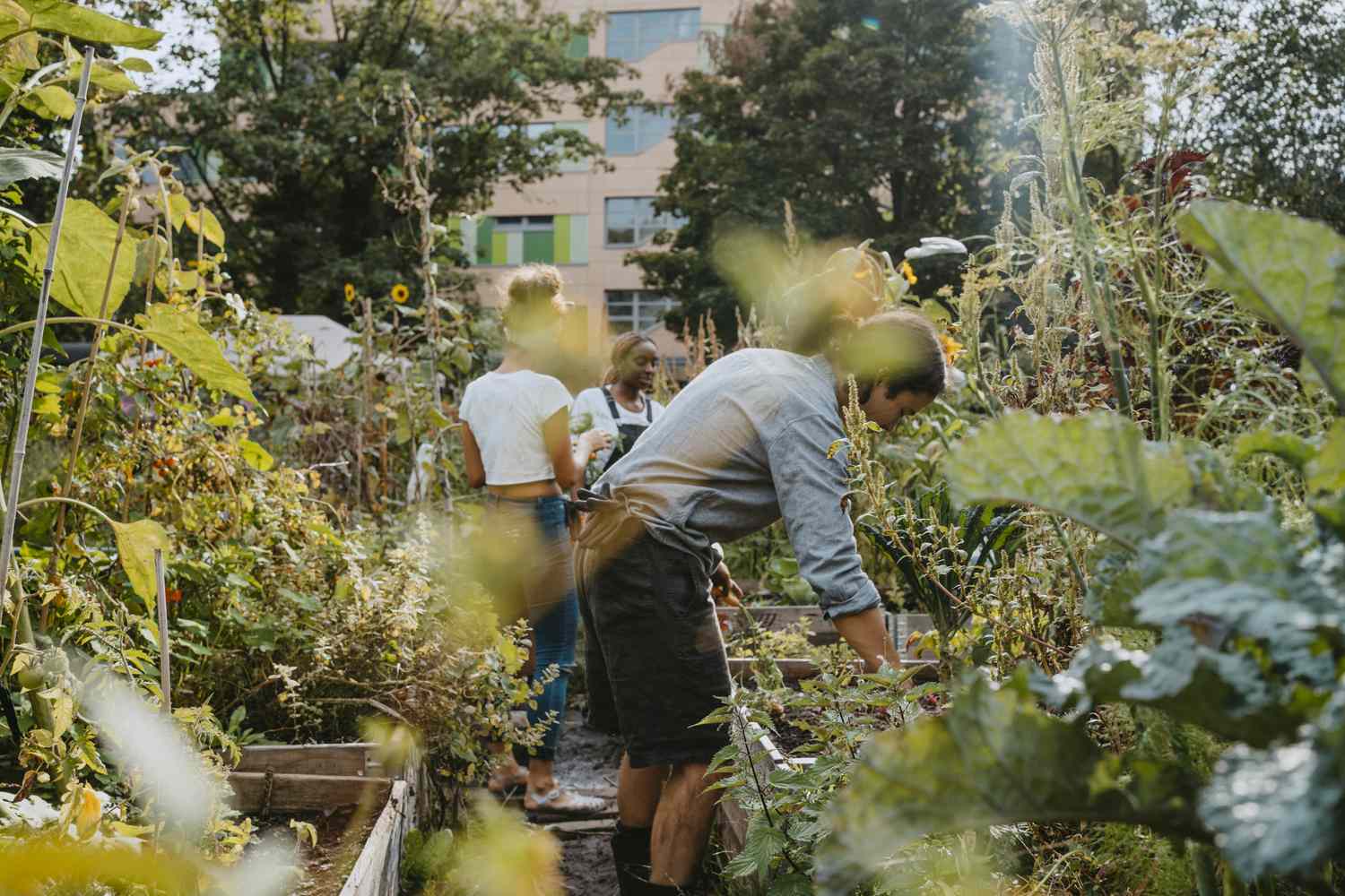 Tackling Neighborhood Meals Security By way of Gardening