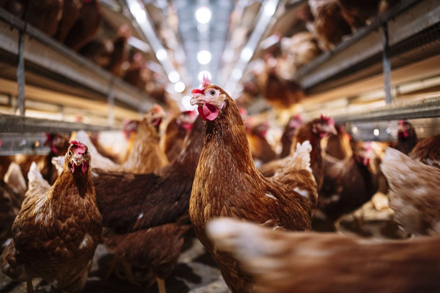 What’s the Distinction Between Cage-Free and Free-Range Eggs?