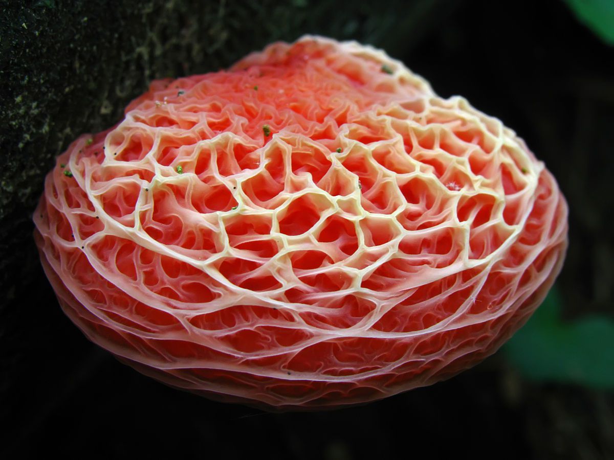 11 Vibrant Mushrooms and Completely different Fabulous Fungi