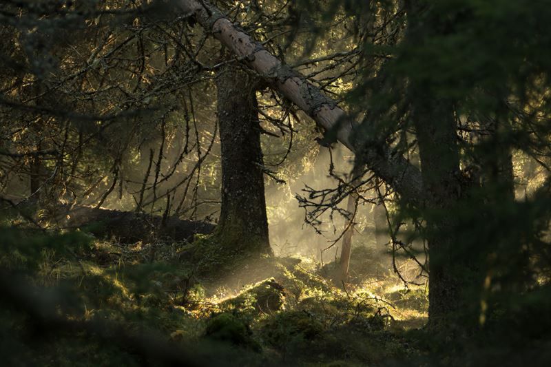 Allemansrätten, the Swedish Correct to Roam the Countryside, Is Assured by the Construction