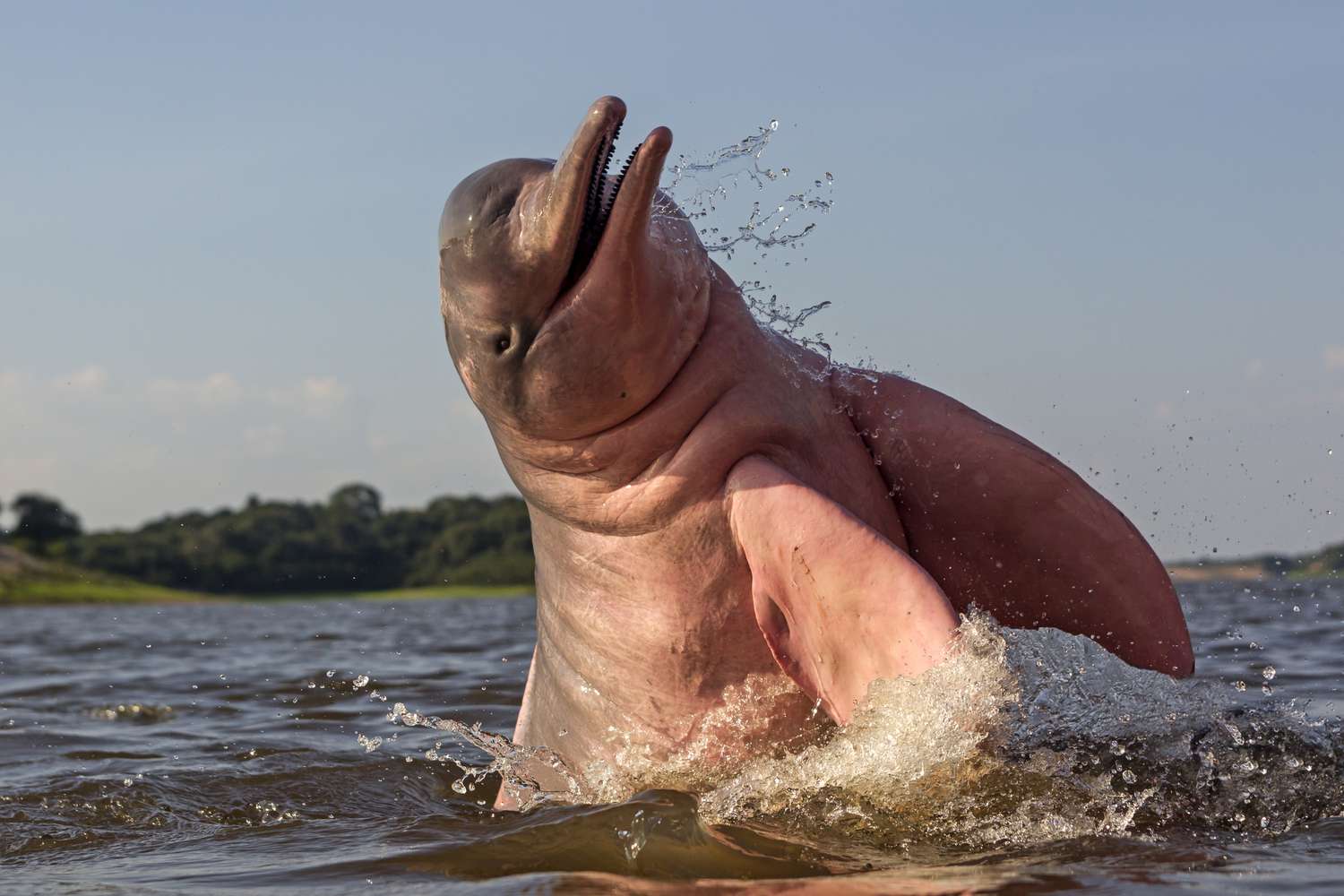 Endangered Amazon River Dolphins Threatened by Proposed Dams and Dredging