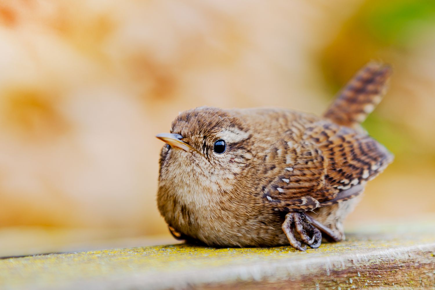 Your House Is Killing Birds, Right here is What to Do