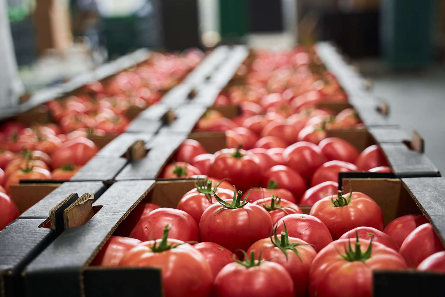 That is Why the Modern Tomato Tastes Like Cardboard